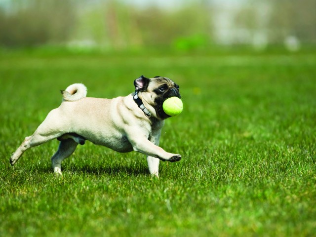 Pets will love all the grass and natural surrounding of 500 Falls