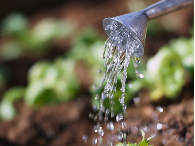 Plant your own herbs and vegetables at the community garden
