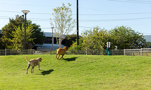 Dog park