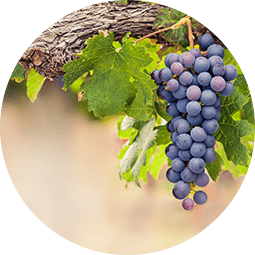 Wine Tasting